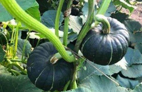 吃大瓜的网红,揭秘娱乐圈幕后真相 第3张 吃大瓜的网红,揭秘娱乐圈幕后真相 第3张